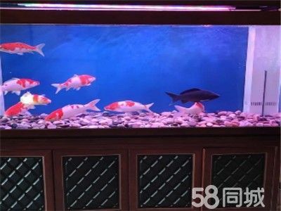 龍魚缸里放什么清潔魚 龍魚百科