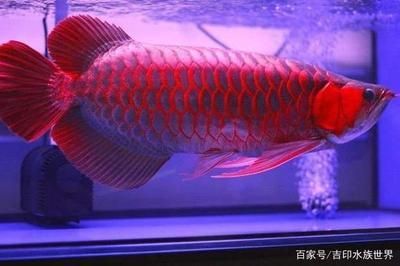 大湖龍魚