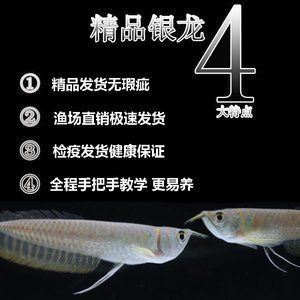 龍魚小苗多少錢一條