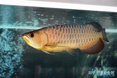 高背龍魚和過背龍魚的區(qū)別（高背龍魚和過背龍魚在外觀、血統(tǒng)、爬排和珠鱗等方面差別） 龍魚百科