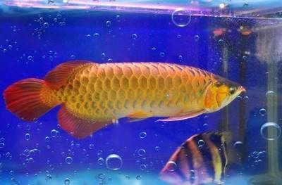 白玉紅龍魚的壽命可以長達多久？（白玉紅龍魚的壽命可以長達40至50年然而，需要注意的是）