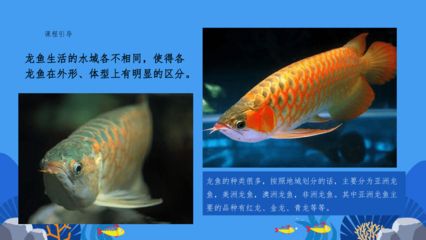 龍魚ppt制作（如何制作龍魚ppt） 龍魚百科 第2張