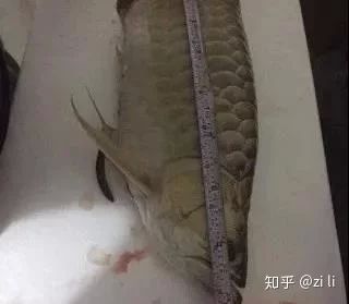 龍魚肚子鼓起來是什么原因引起的龍魚肚子鼓起來的原因（龍魚肚子鼓起來是什么原因引起的） 龍魚百科 第1張