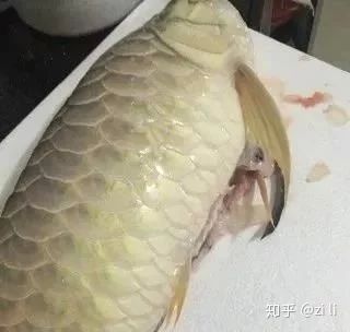 龍魚肚子鼓起來是什么原因引起的龍魚肚子鼓起來的原因（龍魚肚子鼓起來是什么原因引起的） 龍魚百科 第3張