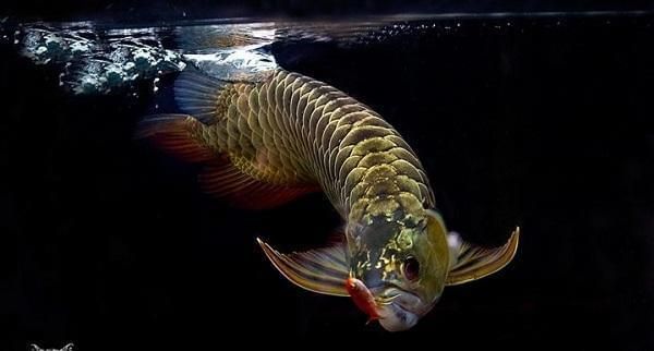 金龍魚(yú)的壽命是多少？（金龍魚(yú)的壽命一般在10-18年左右左右，它的壽命在哪）