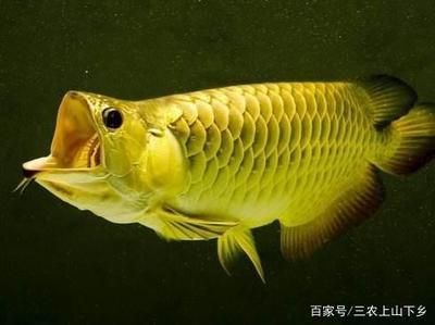 金龍魚適合的水質(zhì)特點：金龍魚適合什么樣的水質(zhì)（金龍魚適合什么樣的水質(zhì)，） 龍魚百科 第2張