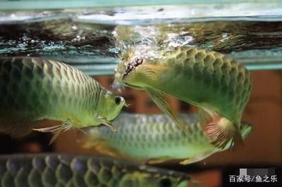 龍魚(yú)能喂活食嗎怎么喂龍魚(yú)作為一種觀賞魚(yú)其喂養(yǎng)方式有講究（龍魚(yú)可以喂活食嗎） 龍魚(yú)百科