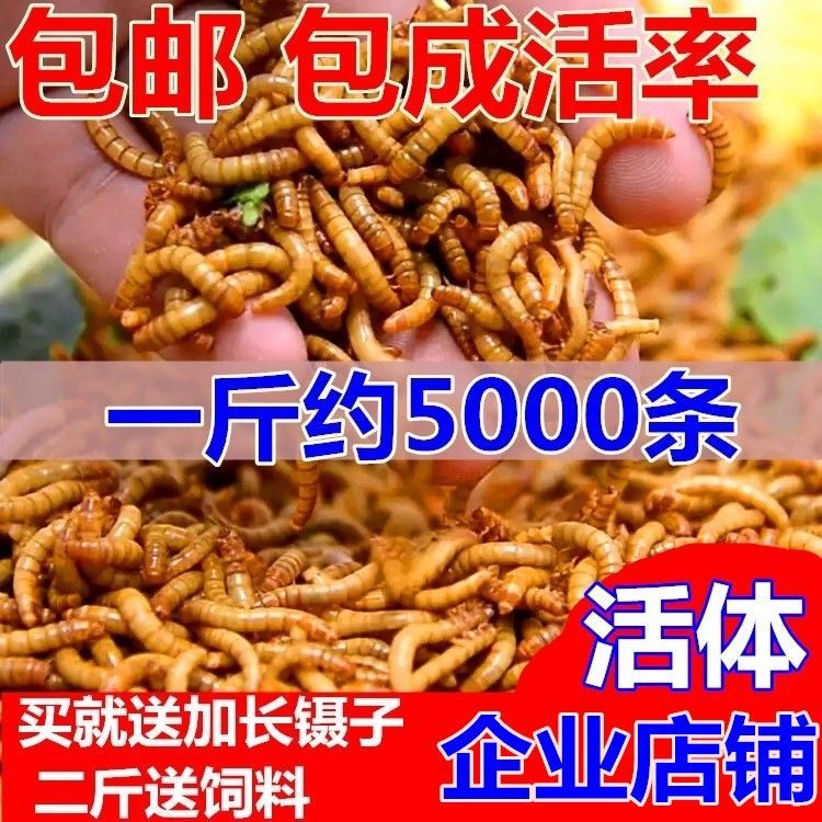 龍魚飼料品種推薦：龍魚飼料品種推薦龍魚飼料品種（如何選擇龍魚飼料）