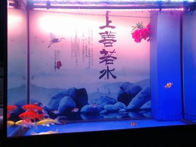 養(yǎng)龍魚的注意事項(xiàng)（養(yǎng)龍魚時(shí)可以在缸底混養(yǎng)一些適合的魚類，缸底裝飾應(yīng)謹(jǐn)慎考慮） 龍魚百科 第2張