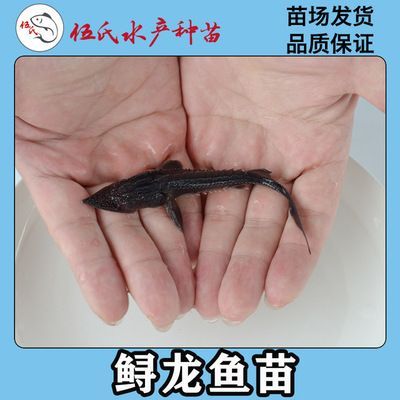 龍魚(yú)苗子何時(shí)有卵泡（龍魚(yú)苗子什么時(shí)候有卵泡） 龍魚(yú)百科 第1張