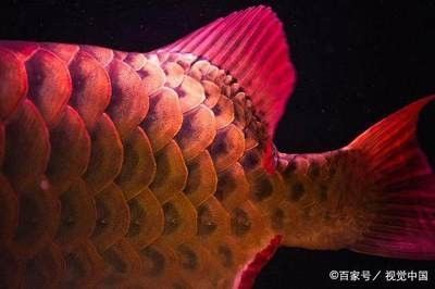 龍魚(yú)疾病的發(fā)生可能由多種因素引起，包括環(huán)境因素和人為因素（龍魚(yú)疾病的發(fā)生可能由哪些因素引起） 龍魚(yú)百科