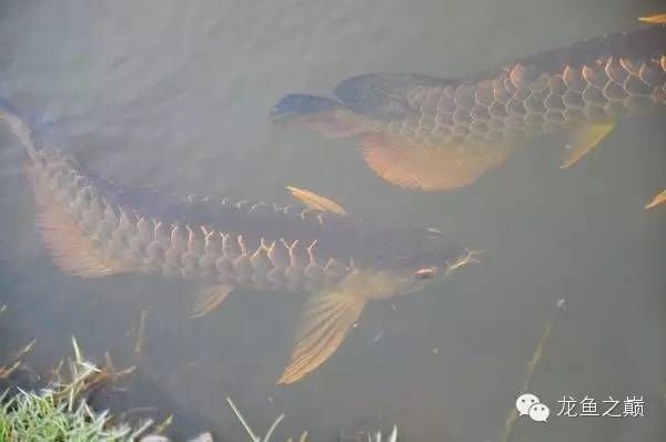 金龍魚(yú)是一種觀賞魚(yú)，其原產(chǎn)地和品種來(lái)源主要集中在東南亞國(guó)家（金龍魚(yú)是一種熱帶魚(yú)嗎）