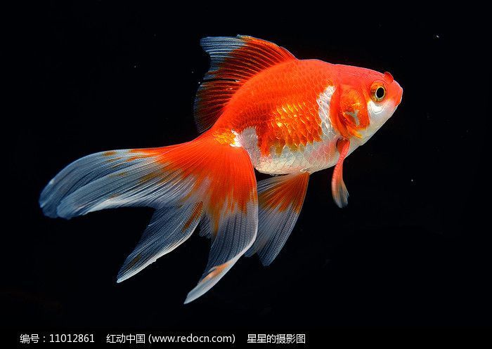 金魚(yú)和金龍魚(yú)字畫(huà)的五行屬性主要取決于它們的顏色和顏色（金魚(yú)和金龍魚(yú)字畫(huà)五行屬性）