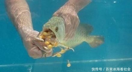 龍魚狀態(tài)不錯卻拒食是怎么回事？（當龍魚狀態(tài)不錯卻拒食時可能有多種原因導致龍魚恢復食欲）