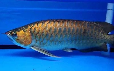 金龍魚(yú)是什么魚(yú)（硬骨魚(yú)是什么魚(yú)）