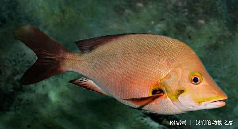 薩德斯塔龍魚芯片查詢：如何查詢薩德斯塔龍魚芯片？ 龍魚百科 第2張