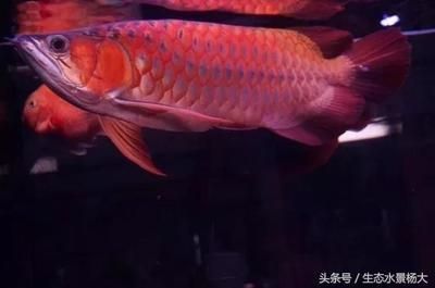 龍魚吃得少是什么原因造成的：龍魚吃得少可能是由多種原因造成的