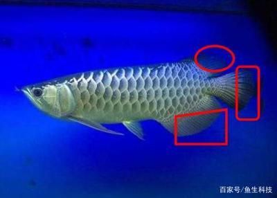 紅龍魚血統(tǒng)如何區(qū)分公母：如何區(qū)分紅龍魚的公母？ 龍魚百科 第3張