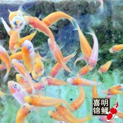 我的龍魚突然不怎么吃食了怎么回事：喂龍魚吃的小紅魚是一種可行的喂食方式