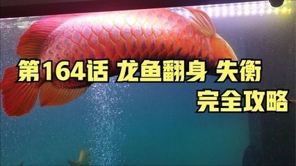 龍魚突然翻身了怎么回事：龍魚突然翻身可能由以下幾個(gè)原因引起：可以采取以下措施進(jìn)行處理