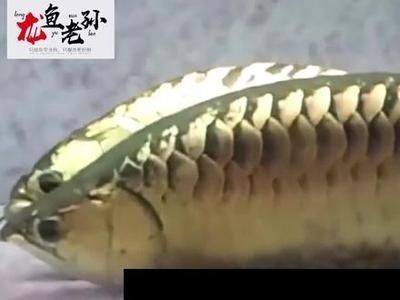 龍魚含卵多久：龍魚含卵的時間至少為兩個月