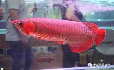 紅龍魚最大可以長到多少厘米：紅龍魚的最大體長可以達到80到90厘米