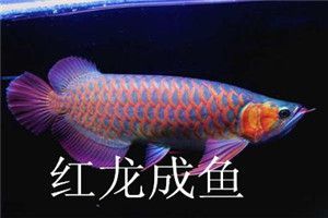 龍魚銷售平臺：與龍魚銷售相關的幾個平臺和應用