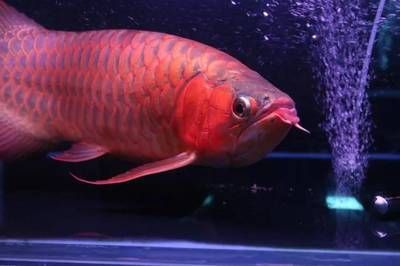 紅龍魚(yú)3年了為什么不紅：紅龍魚(yú)3年了還不紅是什么原因