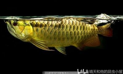 金龍魚的傳說：有聲書:金龍魚 龍魚百科