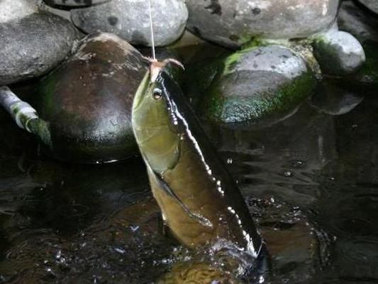 龍魚(yú)價(jià)值幾百萬(wàn)是真的嗎嗎：13號(hào)魚(yú)在世界龍魚(yú)錦標(biāo)賽中獲冠軍 龍魚(yú)百科 第3張