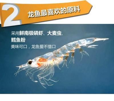 龍魚魚食小蝦：喂食龍魚小蝦時，需要注意以下幾點