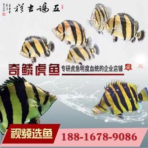 紅龍魚最好的配魚：紅龍魚的最佳配魚 龍魚百科 第3張