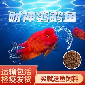 紅龍魚最好的配魚：紅龍魚的最佳配魚 龍魚百科 第2張