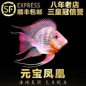 紅龍魚最好的配魚：紅龍魚的最佳配魚 龍魚百科 第1張