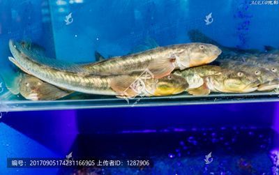 小龍魚(yú)是海魚(yú)嗎還是河魚(yú)：小龍魚(yú)是一種淡水魚(yú)，而非海魚(yú)或金龍魚(yú)，而非海魚(yú) 龍魚(yú)百科 第3張