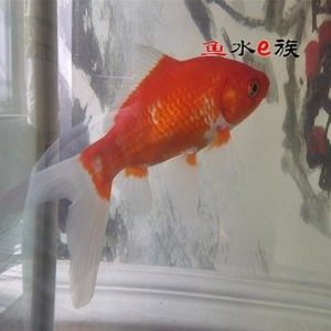 龍魚多大了可以吃小金魚：龍魚喂食小金魚的注意事項