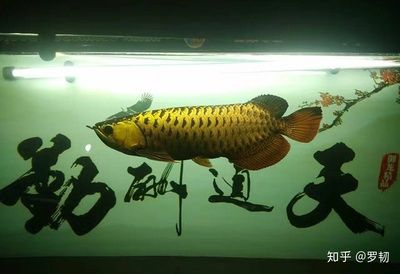 養(yǎng)龍魚需要什么過濾設備好：養(yǎng)龍魚所需過濾設備 龍魚百科 第2張