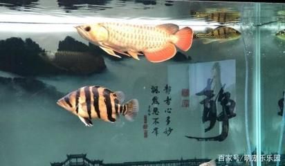 養(yǎng)龍魚前要準備什么：養(yǎng)龍魚需要一定準備工作的任務(wù) 龍魚百科 第2張