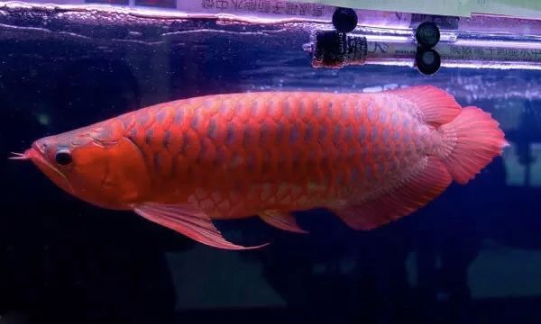 龍魚(yú)燈用什么顏色好看：紅龍魚(yú)燈用什么顏色好看龍魚(yú)燈用什么顏色好看