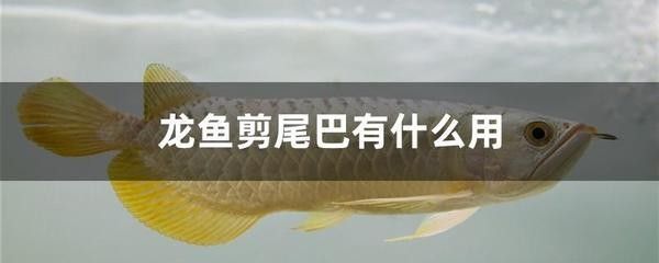 龍魚是什么東西：龍魚是一種具有極高觀賞價值的淡水魚 龍魚百科