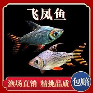 龍魚搭配泰國鯽的好處是什么：泰國鯽魚搭配泰國鯽的好處是什么龍魚搭配泰國鯽的好處