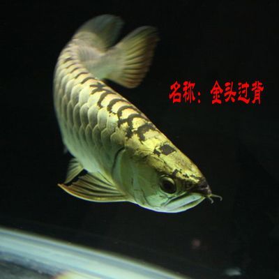 金龍魚活體魚苗批發(fā)：關(guān)于金龍魚活體魚苗批發(fā)的信息