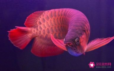 紅龍魚最好的品種在哪里買：辣椒紅龍魚是最好的品種嗎？