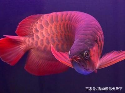 龍魚為什么那么兇呢怎么回事兒呀：為什么龍魚被認為是兇猛的魚類？