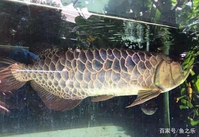 龍魚吃鱗片能消化得了嗎：龍魚吃鱗片能消化嗎 龍魚百科 第3張