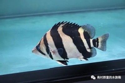 龍魚什么樣子：龍魚是一種具有獨(dú)特外形和色彩的淡水魚類