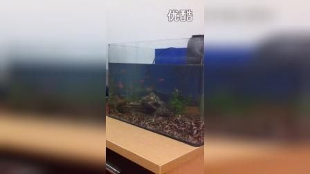 養(yǎng)小龍魚水流大還是小：養(yǎng)小龍魚的注意事項 龍魚百科 第2張