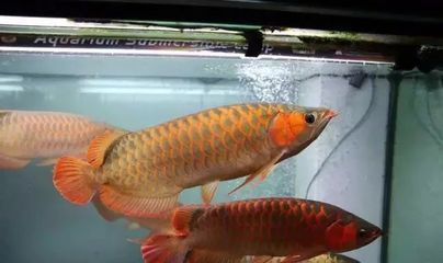 40厘米龍魚一天喂幾次最好：40厘米的龍魚喂食頻率應(yīng)該是每天一次，龍魚的喂食量應(yīng)該是每天一次 龍魚百科 第2張