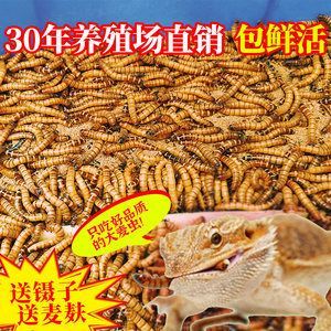 龍魚愛吃大麥蟲嗎：龍魚喜歡吃大麥蟲嗎 龍魚百科 第3張