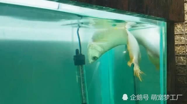 龍魚不太肯游泳怎么辦呀：龍魚不愿意游泳怎么辦 龍魚百科